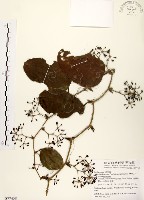 藏品(糙莖菝契)的圖片