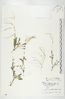 藏品(阿玉碎米薺)的圖片