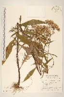 藏品(黃菀)的圖片