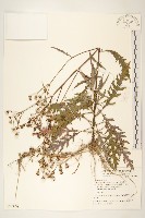 藏品(玉山黃菀)的圖片