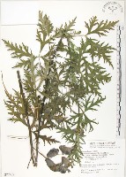 藏品(臺灣烏頭)的圖片