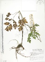 藏品(台灣升麻)的圖片