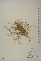 藏品(瓜槌草、漆姑草)的圖片