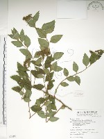 藏品(臺灣繡線菊)的圖片