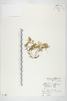 藏品(能高佛甲草)的圖片