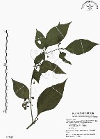 藏品(龍珠)的圖片