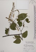 藏品(菊花木)的圖片