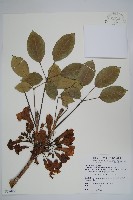 藏品(洋紅風鈴木)的圖片