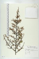 藏品(臺灣胡頹子)的圖片