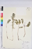 藏品(柏大戟)的圖片