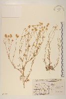 藏品(野菊花)的圖片