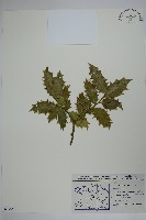 藏品(枸骨葉冬青)的圖片