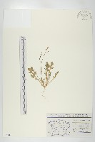 藏品(二行芥)的圖片