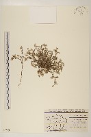 藏品(纖細絮菊)的圖片