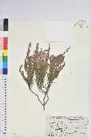 藏品(彩萼石楠)的圖片