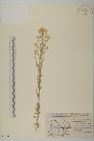 藏品(加拿大蓬)的圖片