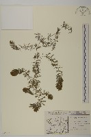 藏品(金魚藻、松藻)的圖片