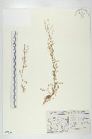 藏品(焊菜)的圖片