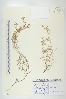 藏品(臭濱芥、臭薺)的圖片