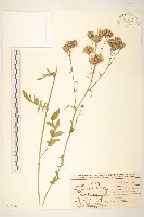 藏品(染色麻花頭)的圖片