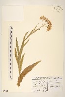 藏品(沼生千里光)的圖片