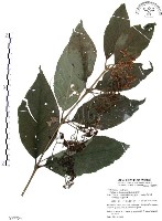 藏品(杜虹花，台灣紫珠)的圖片