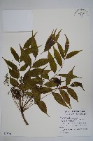 藏品(木蠟樹、山漆)的圖片