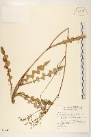 藏品(刀傷草)的圖片