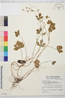 藏品(鹿場毛茛)的圖片