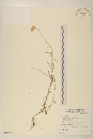 藏品(鼠麴草)的圖片