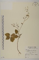 藏品(茯苓菜)的圖片