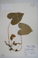 藏品(大花細辛、馬蹄香)的圖片