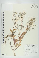 藏品(葶藶)的圖片