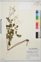 藏品(傅氏唐松草)的圖片