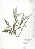 藏品(水麻)的圖片