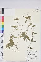 藏品(山靛)的圖片