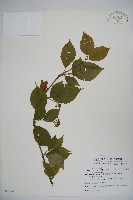 藏品(臺灣蝴蝶戲珠花、臺灣蝴蝶花)的圖片