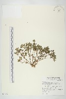 藏品(星果佛甲草)的圖片