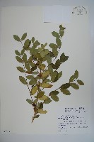 藏品(追分忍冬)的圖片