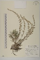 藏品(太魯閣艾)的圖片