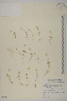 藏品(阿里山繁縷)的圖片