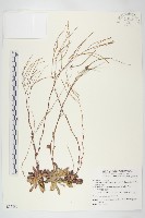 藏品(臺灣筷子芥)的圖片