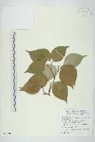 藏品(四照花)的圖片