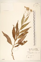 藏品(黃菀)的圖片