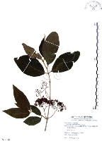 藏品(杜虹花，台灣紫珠)的圖片