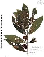 藏品(杜虹花，台灣紫珠)的圖片