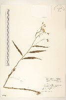 藏品(黃菀)的圖片