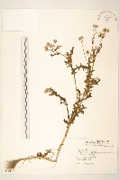 藏品(歐洲黃菀)的圖片