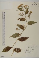 藏品(臺灣馬蘭)的圖片