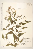 藏品(蔓黃菀)的圖片